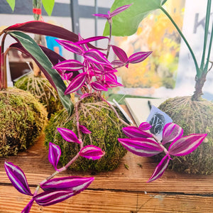 Wright in the Garden