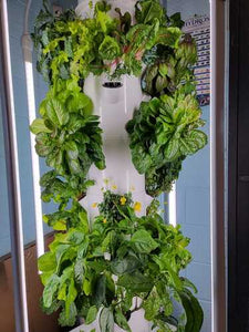 Little Shop of Hydros