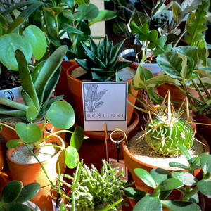 Roslinki