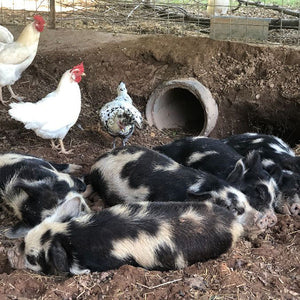 Heartquist Hollow Farm