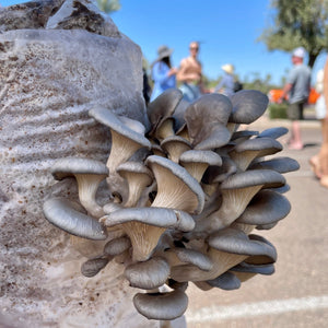 Sun Valley Harvest Mushrooms