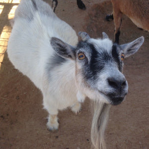 Superstition Farm Dairy