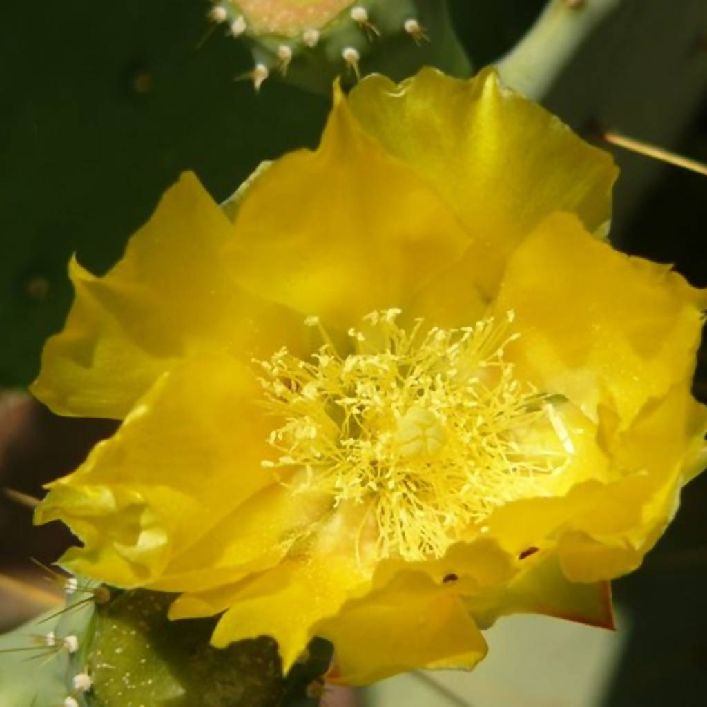 Cactus Flower Soap