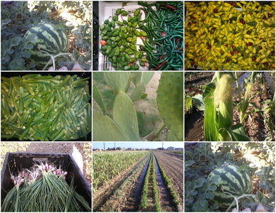 TJ Farms Fresh and Local
