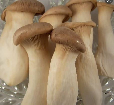 Fresh King Oyster Mushrooms (10 oz)