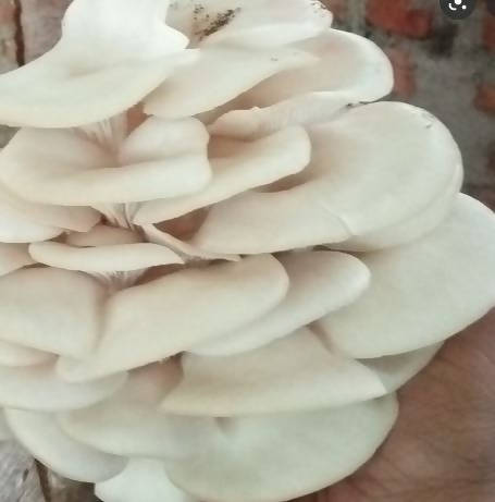 Fresh Oyster Mushroom Varieties (10 oz)